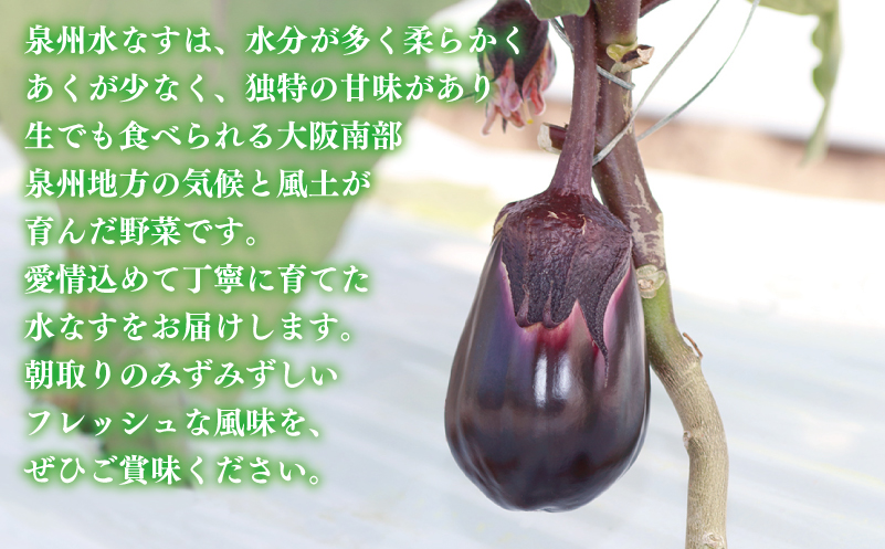 【お歳暮対応】泉州 泉佐野市産 ハウス水なす 20個【茄子 泉佐野産 とれたて 新鮮野菜 やさい 高評価】