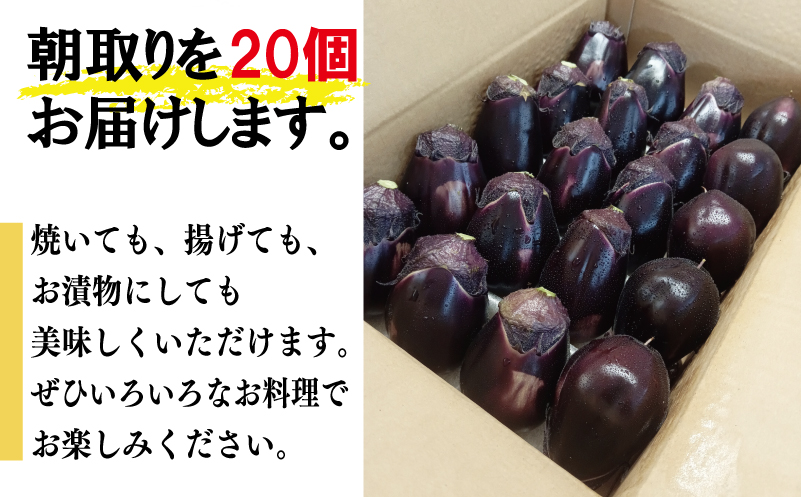 【お歳暮対応】泉州 泉佐野市産 ハウス水なす 20個【茄子 泉佐野産 とれたて 新鮮野菜 やさい 高評価】