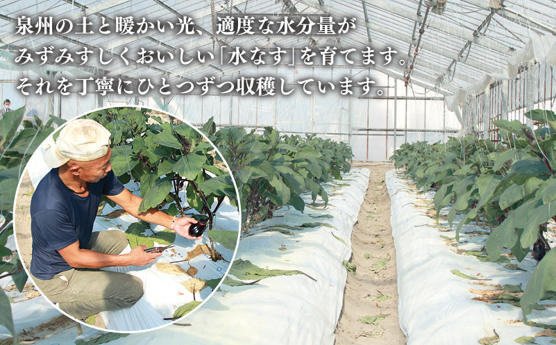 【お歳暮対応】泉州 泉佐野市産 ハウス水なす 20個【茄子 泉佐野産 とれたて 新鮮野菜 やさい 高評価】