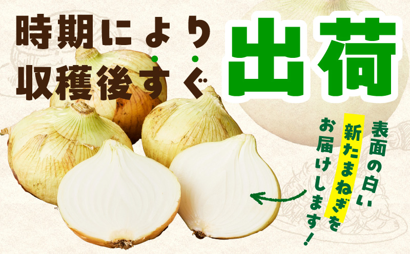 【先行予約】泉州たまねぎ 20kg 玉ねぎ 射手矢農園【タマネギ 玉葱 甘い 野菜 国産 オニオン スライス サラダ カレー シチュー バーベキュー BBQ 肉じゃが】