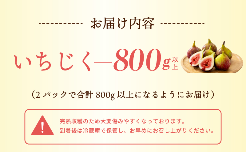 【先行予約】完熟いちじく 800g以上（2パック）【農家直送 朝採り 訳あり サイズ不揃い わけあり 産地直送 イチジク フルーツ 果物】