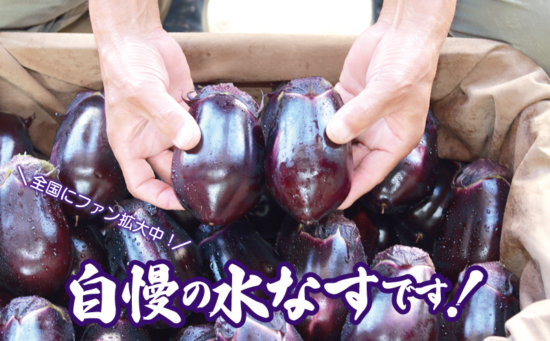 【お歳暮対応】泉州 泉佐野市産 ハウス水なす 6個【茄子 泉佐野産 とれたて 新鮮野菜 やさい 高評価】