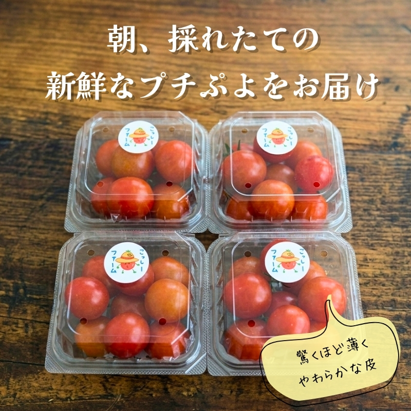 【2026年7月～順次発送】ミニトマト プチぷよ 約500ｇ (3～4パック) ｜ 先行予約 希少 トマト ぷちぷよ 人気 大阪 河内長野 こっしーファーム 料理  国産農産物 めずらしい 野菜