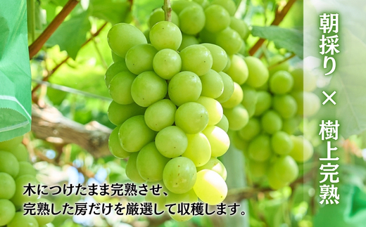 ＜2026年発送分＞ 厳選朝採りシャインマスカット 約600g 1房 ｜ 樹上完熟 産地直送 厳選 朝採りフルーツ ぶどう 果物 大粒 高級 ブドウ 葡萄 ギフト 大阪 河内長野 田中ぶどう園 1房 お試し 少額