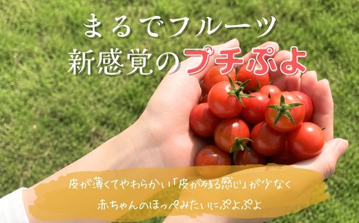 【2026年7月～順次発送】ミニトマト プチぷよ 約500ｇ (3～4パック) ｜ 先行予約 希少 トマト ぷちぷよ 人気 大阪 河内長野 こっしーファーム 料理  国産農産物 めずらしい 野菜