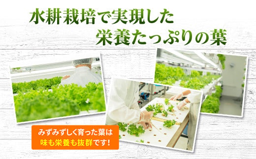【定期便　毎月お届け3ヵ月】レタス 6個 ｜ 水耕栽培 河内長野産 フリルレタス 種類 栽培 菜 茎 サラダ 副菜 おつまみ フレアベル フリルアイス セット 無農薬  栄養満点 ビタミン ミネラル 安心 安全 新鮮レタス