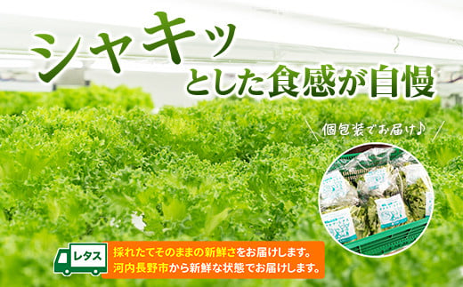 とれたてレタスと玉ねぎドレッシングセット ｜ サラダ 副菜 常備野菜 炒め物 スープ チャーハン 鍋料理 巻物 冷製料理 朝食 昼食 夕食 付け合わせ サンドイッチ ハンバーガー お弁当 ダイエット こだわりの逸品 地域特産品 ギフト 自分用 人気 おすすめ