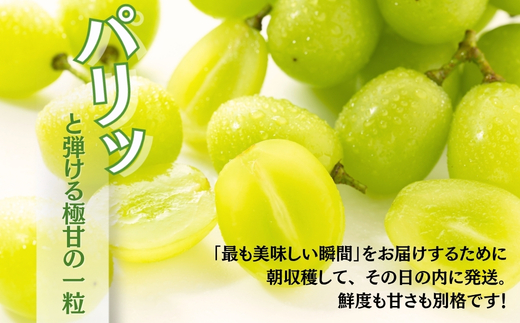 ＜2026年発送分＞ 厳選朝採りシャインマスカット 約600g 1房 ｜ 樹上完熟 産地直送 厳選 朝採りフルーツ ぶどう 果物 大粒 高級 ブドウ 葡萄 ギフト 大阪 河内長野 田中ぶどう園 1房 お試し 少額