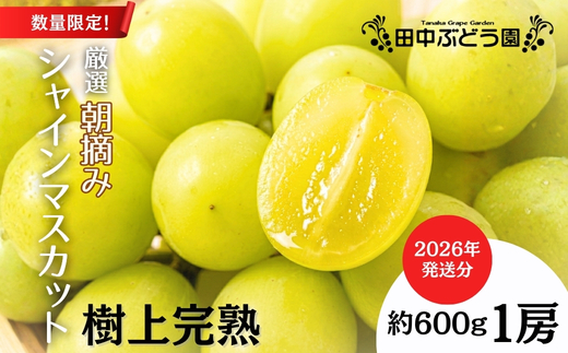 ＜2026年発送分＞ 厳選朝採りシャインマスカット 約600g 1房 ｜ 樹上完熟 産地直送 厳選 朝採りフルーツ ぶどう 果物 大粒 高級 ブドウ 葡萄 ギフト 大阪 河内長野 田中ぶどう園 1房 お試し 少額