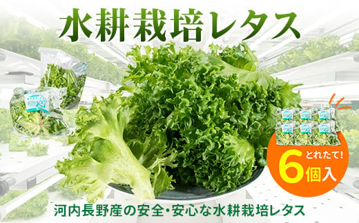 【定期便　毎月お届け3ヵ月】レタス 6個 ｜ 水耕栽培 河内長野産 フリルレタス 種類 栽培 菜 茎 サラダ 副菜 おつまみ フレアベル フリルアイス セット 無農薬  栄養満点 ビタミン ミネラル 安心 安全 新鮮レタス