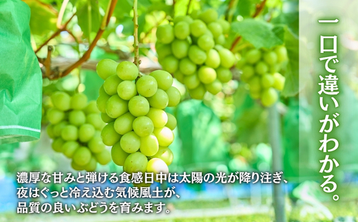 ＜2026年発送分＞ 厳選朝採りシャインマスカット 約600g 1房 ｜ 樹上完熟 産地直送 厳選 朝採りフルーツ ぶどう 果物 大粒 高級 ブドウ 葡萄 ギフト 大阪 河内長野 田中ぶどう園 1房 お試し 少額
