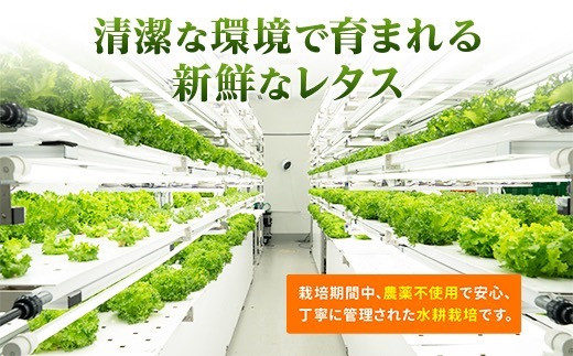 とれたてレタスと玉ねぎドレッシングセット ｜ サラダ 副菜 常備野菜 炒め物 スープ チャーハン 鍋料理 巻物 冷製料理 朝食 昼食 夕食 付け合わせ サンドイッチ ハンバーガー お弁当 ダイエット こだわりの逸品 地域特産品 ギフト 自分用 人気 おすすめ