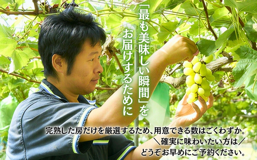 ＜2026年発送分＞ 厳選朝採りシャインマスカット 約600g 1房 ｜ 樹上完熟 産地直送 厳選 朝採りフルーツ ぶどう 果物 大粒 高級 ブドウ 葡萄 ギフト 大阪 河内長野 田中ぶどう園 1房 お試し 少額
