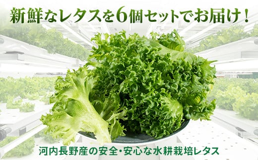 【定期便　毎月お届け12ヵ月】レタス 6個 ｜ 水耕栽培 河内長野産 フリルレタス 種類 栽培 菜 茎 サラダ 副菜 おつまみ フレアベル フリルアイス セット 無農薬  栄養満点 ビタミン ミネラル 安心 安全 新鮮レタス