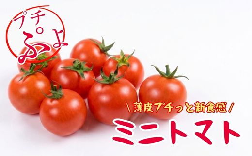 【2026年7月～順次発送】ミニトマト プチぷよ 約500ｇ (3～4パック) ｜ 先行予約 希少 トマト ぷちぷよ 人気 大阪 河内長野 こっしーファーム 料理  国産農産物 めずらしい 野菜