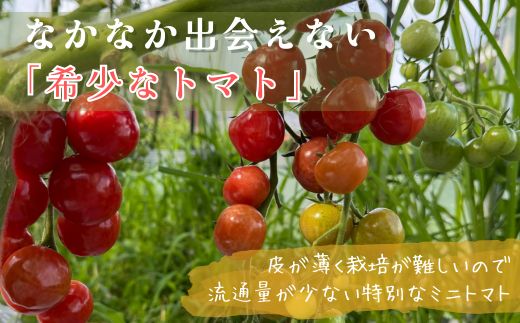【2026年7月～順次発送】ミニトマト プチぷよ 約500ｇ (3～4パック) ｜ 先行予約 希少 トマト ぷちぷよ 人気 大阪 河内長野 こっしーファーム 料理  国産農産物 めずらしい 野菜
