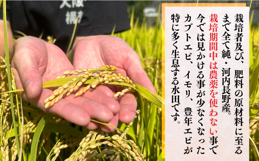 【令和8年10月10日以降順次発送】令和8年度産新米 国際コンンクール受賞 河内長野産米約4.5kg きぬむすめ 新米 2026 精白米 おいしい 美味しい 受賞米 水田環境鑑定士