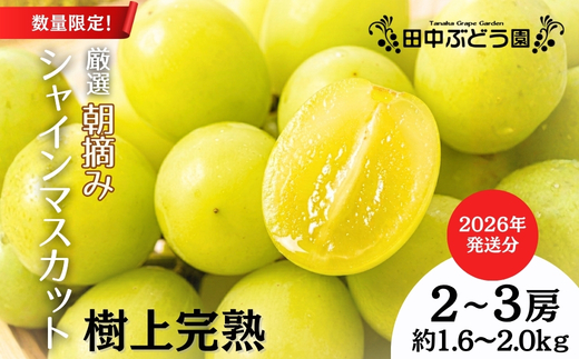 ＜2026年発送分＞ 厳選朝採りシャインマスカット 約1.6～2.0kg（2～3房）シャインマスカット　ぶどう詰め合わせ ぶどう ブドウ 果物 フルーツ 田中ぶどう園 大阪 河内長野 マスカット 種なし シャイン
