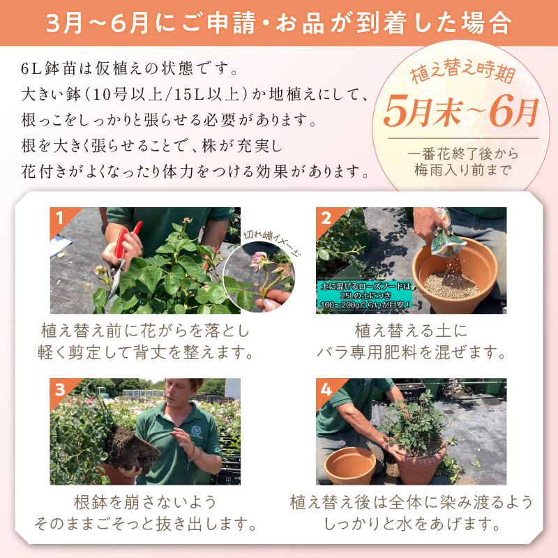 【イングリッシュローズ】デビッド・オースチン ザ・ミル・オン・ザ・フロス 6L鉢苗（バラ専用肥料付）【025D-020】