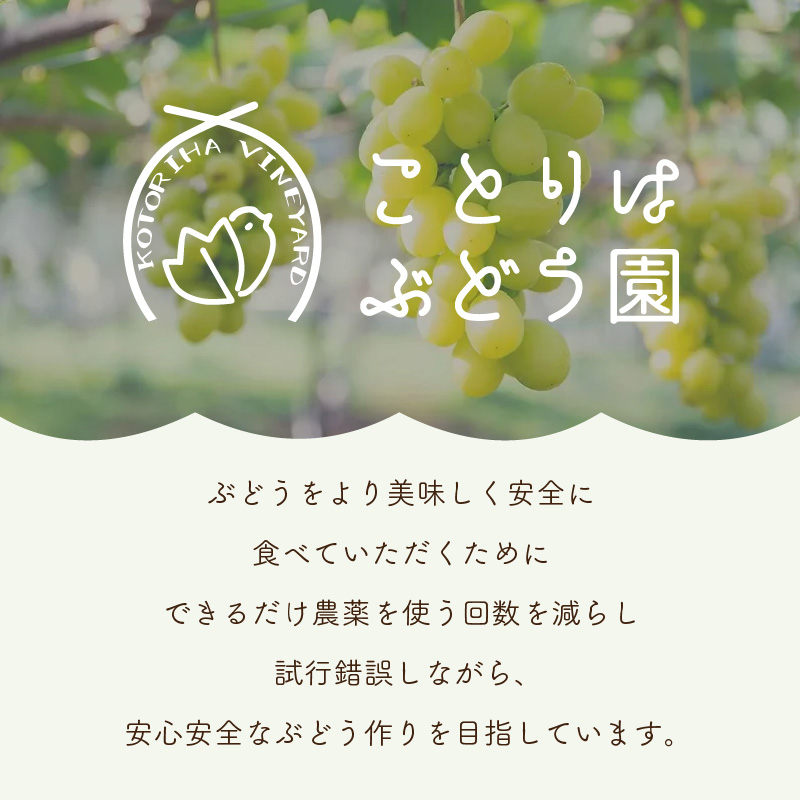 泉州ぶどう【皮ごとOK】泉州パープル シャインマスカット サニードルチェ 各1房セット【065C-004】