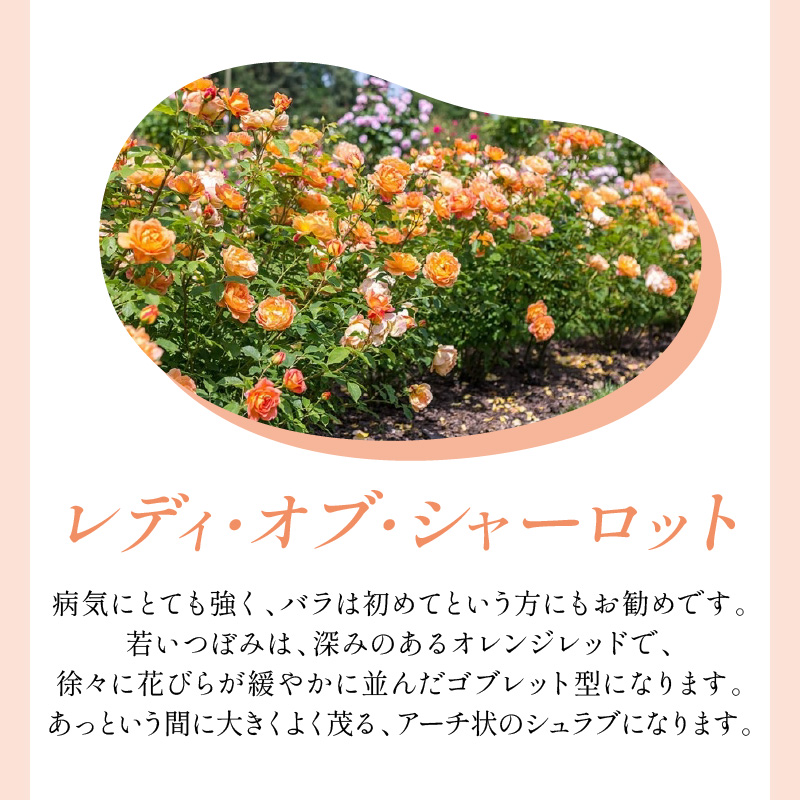 【イングリッシュローズ】デビッド・オースチン レディ・オブ・シャーロット 6L鉢苗（バラ専用肥料付）【025D-014】
