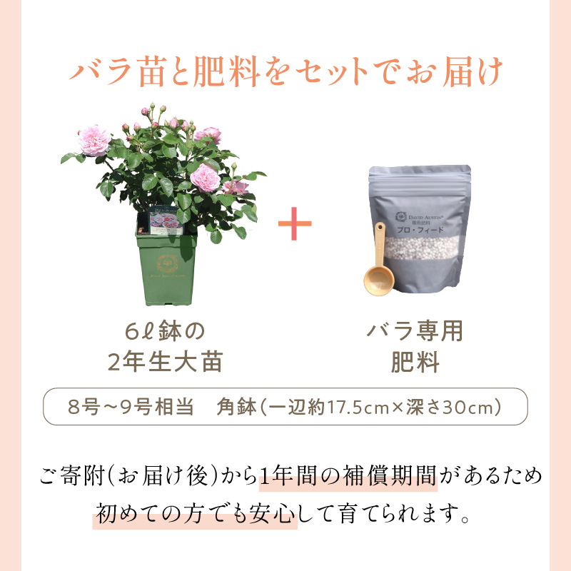 【イングリッシュローズ】デビッド・オースチン ザ・ミル・オン・ザ・フロス 6L鉢苗（バラ専用肥料付）【025D-020】
