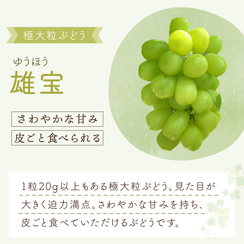 泉州ぶどう 【マスカット食べ比べ】大粒大房の雄宝とシャインマスカット 2種セット【065C-007】