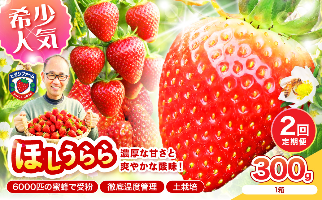 【2027年1月～5月発送予定】【糖度12〜15度の希少品種】いちご ほしうらら 約300g（約300g×1パック× 1箱）2ヶ月定期便【配送不可地域：北海道・沖縄・離島】【121D-004-2027】