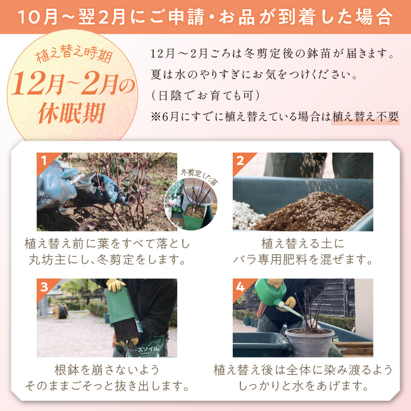 【イングリッシュローズ】デビッド・オースチン ザ・ミル・オン・ザ・フロス 6L鉢苗（バラ専用肥料付）【025D-020】