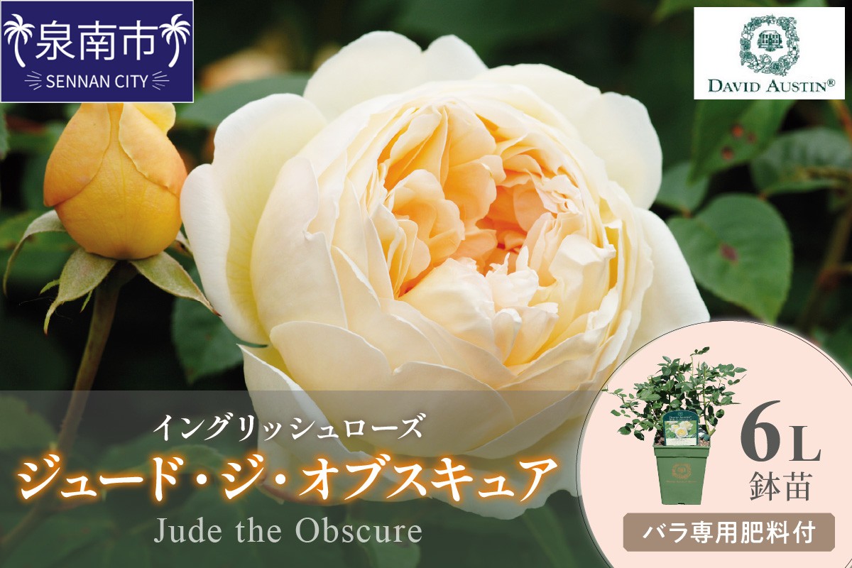 【イングリッシュローズ】デビッド・オースチン ジュード・ジ・オブスキュア6L鉢苗（バラ専用肥料付）【025D-029】
