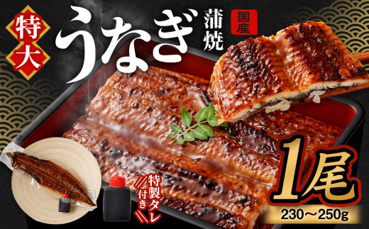 【特大】 国産 うなぎ 蒲焼 1尾 （230 ~250g） と 特製タレ 1個 セット 鰻 ウナギ 蒲焼き かば焼き うなぎの蒲焼 魚 国産うなぎ うなぎ蒲焼 セイロ蒸し せいろ蒸し タレ付 特性ダレ