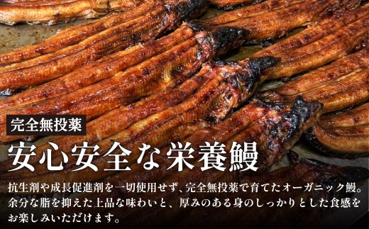 鰻 鰻の蒲焼き4尾セット 国産うなぎ 国産 美陵鰻 うなぎ ウナギ かば焼き 蒲焼きせいろ蒸し 土用の丑の日 土用 丑の日 贈答 贈り物 大阪府 阪南市 送料無料 ギフト 特大 肉厚 うな重 うな丼
