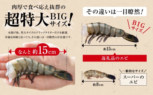 【6回定期便】特大 ブラックタイガー 無頭えび 570g前後（15尾）×6回 海老 エビ エビフライ 海老フライ えびフライ エビチリ 天丼 海鮮丼 すし スシ 寿司 大型 大容量 海鮮 魚介 殻付き