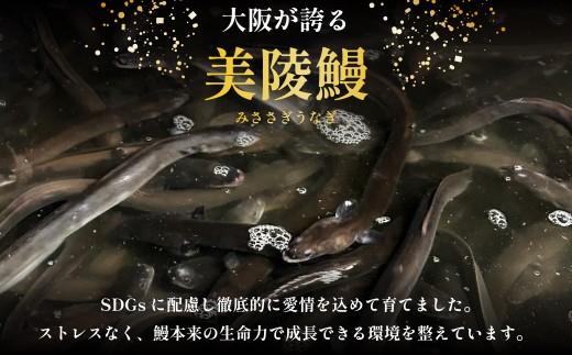 鰻 鰻の蒲焼き4尾セット 国産うなぎ 国産 美陵鰻 うなぎ ウナギ かば焼き 蒲焼きせいろ蒸し 土用の丑の日 土用 丑の日 贈答 贈り物 大阪府 阪南市 送料無料 ギフト 特大 肉厚 うな重 うな丼