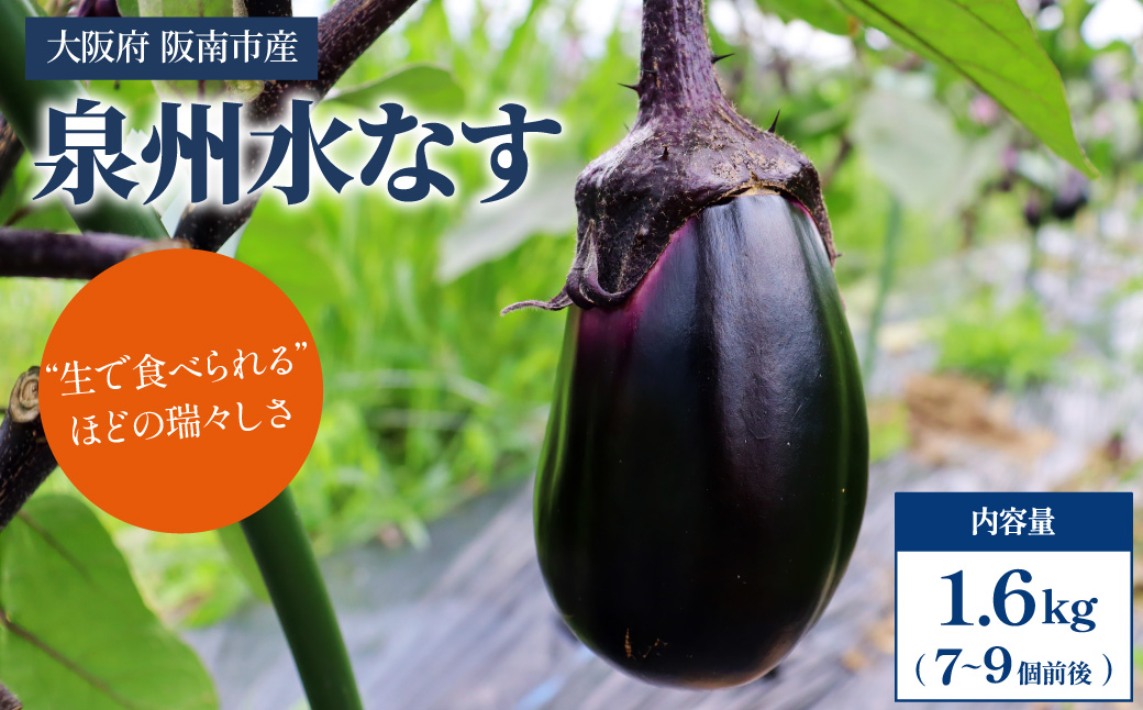 【産地直送】みずみずしい旬の味！朝採れ 泉州水なす 7～9本｜ 茄子 水茄子 なす 大阪府 阪南市 みのうらファーム