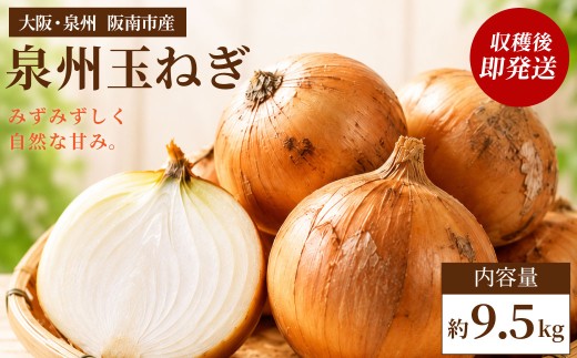 【味にこだわった新玉ねぎ】はたなかさんちの泉州玉ねぎ9.5Kg