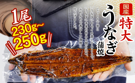 【特大】 国産 うなぎ 蒲焼 1尾 （230 ~250g） と 特製タレ 1個 セット 鰻 ウナギ 蒲焼き かば焼き うなぎの蒲焼 魚 国産うなぎ うなぎ蒲焼 セイロ蒸し せいろ蒸し タレ付 特性ダレ