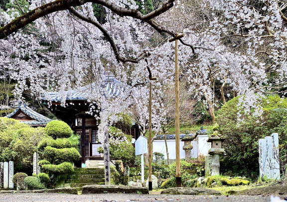 桜に包まれる山中渓
