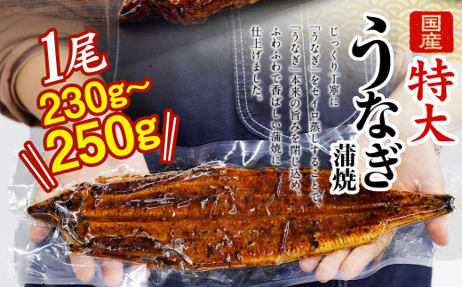 【特大】 国産 うなぎ 蒲焼 3尾 （690～750g）と 特製タレ 3個 セット 鰻 ウナギ 蒲焼き かば焼き うなぎの蒲焼 魚 国産うなぎ うなぎ蒲焼 セイロ蒸し せいろ蒸し タレ付 特性ダレ