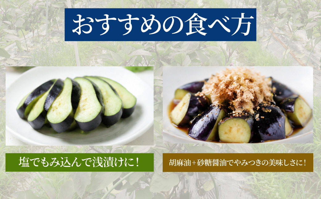 【産地直送】みずみずしい旬の味！朝採れ 泉州水なす 7～9本｜ 茄子 水茄子 なす 大阪府 阪南市 みのうらファーム