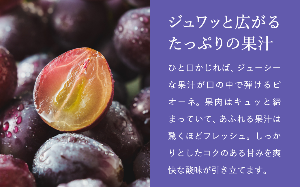 【2027年先行予約】数量限定 訳あり 豊岡ぶどう「ピオーネ」 約300g×6パック ／ ぴおーね ブドウ 葡萄 訳ありぶどう 大粒 強い甘み 爽やかな酸味 新鮮 果物 産地直送 くだもの フルーツ 上品 香り