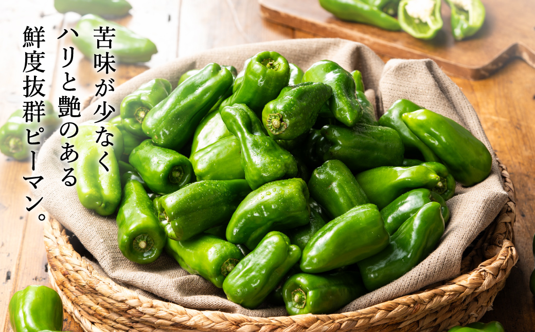 【数量限定】 たじまピーマン 約1.5kg / 7月中旬から順次発送 肉厚 ピーマン 肉詰め 新鮮 野菜 産地直送 やさい 苦みが少ない 甘みが強い 歯ごたえが良い 濃い緑 夏秋ピーマン