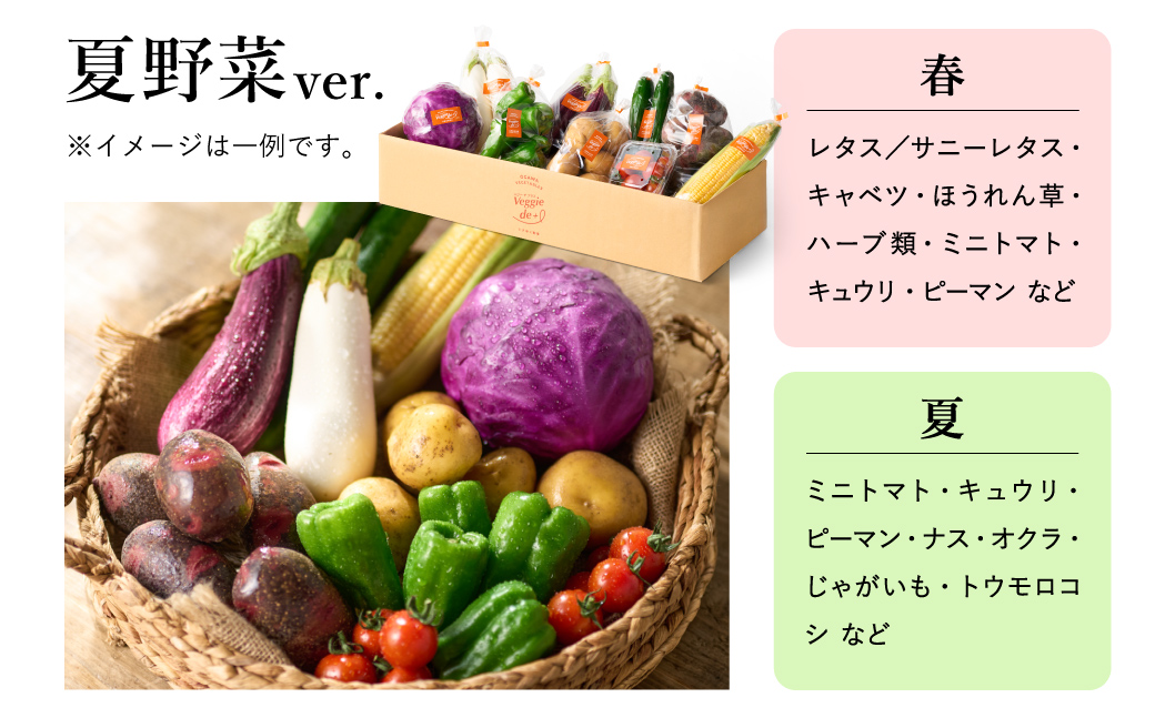 旬の新鮮なお野菜を産地直送！ベジプラ特選 旬の野菜セット【定期便：12回　毎月お届け】 / 野菜 詰め合わせ セット 野菜セット 新鮮 ギフト やさい 苦みが少ない 甘みが強い Veggie de＋【野菜例：キャベツ 水菜 ミニトマト レタス とろり葱 ほうれん草等】