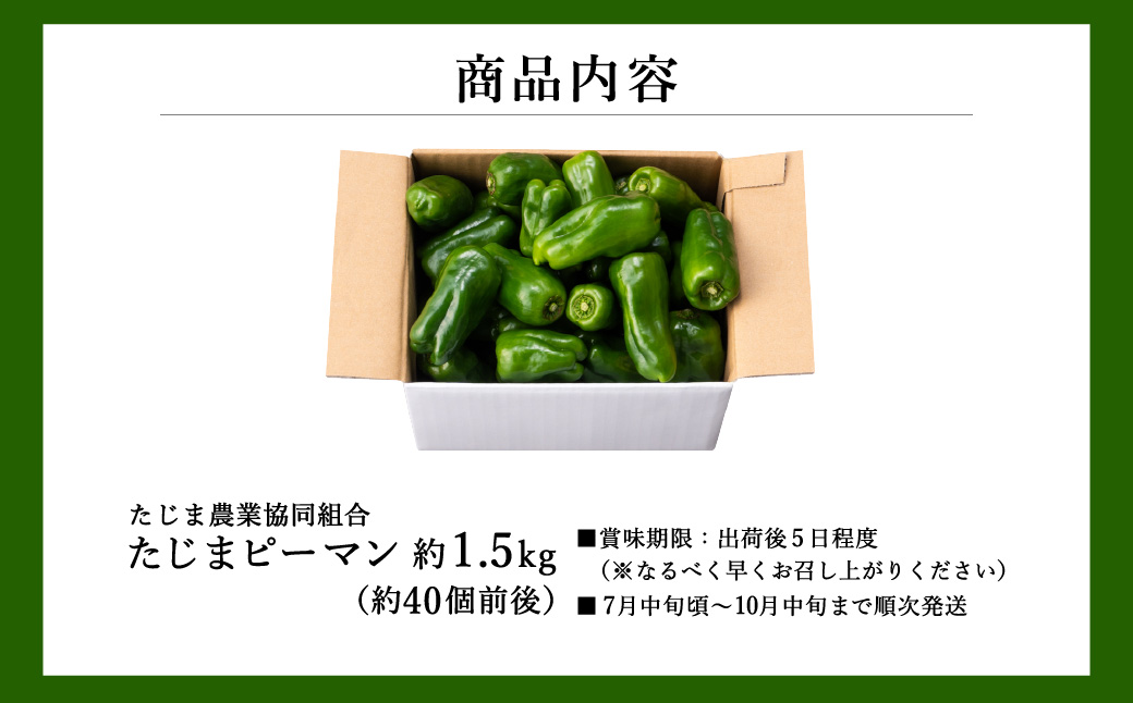 【数量限定】 たじまピーマン 約1.5kg / 7月中旬から順次発送 肉厚 ピーマン 肉詰め 新鮮 野菜 産地直送 やさい 苦みが少ない 甘みが強い 歯ごたえが良い 濃い緑 夏秋ピーマン
