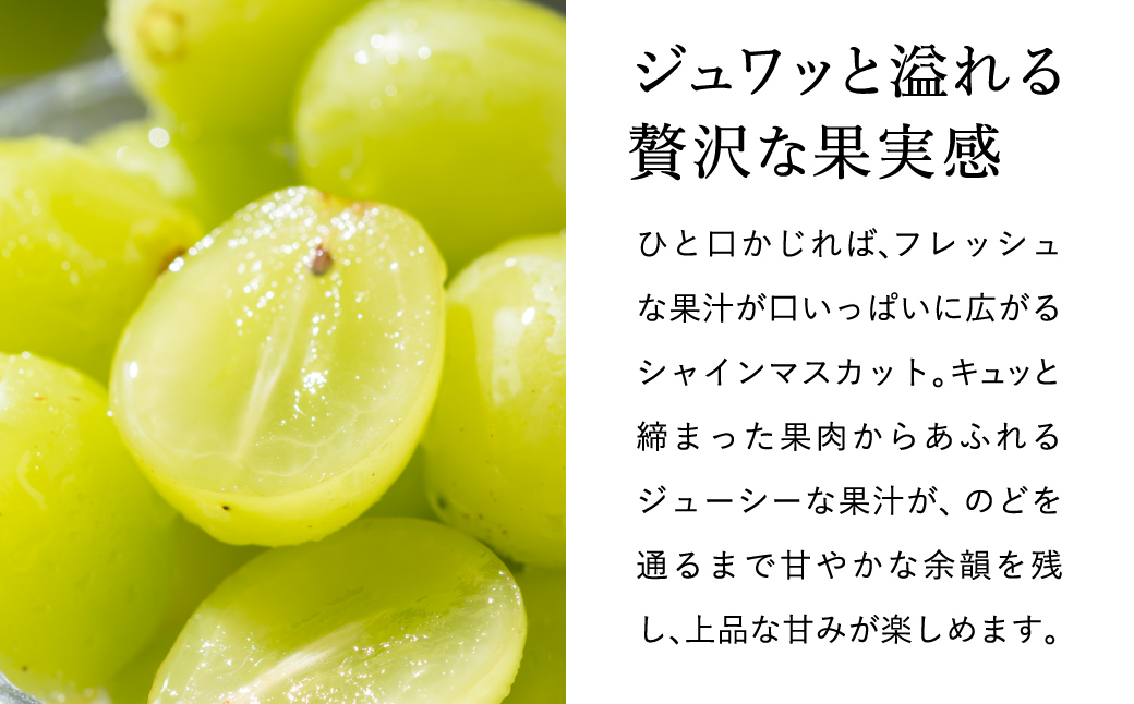 豊岡ぶどう シャインマスカット ２箱  約4kg / 豊岡ブドウ 産地直送 糖度が高い 濃厚 甘味 上品な香り 歯切れの良い 皮ごと 食べられる 減農薬 シャイン マスカット ぶどう ブドウ 葡萄 果物 くだもの フルーツ ふくい農園