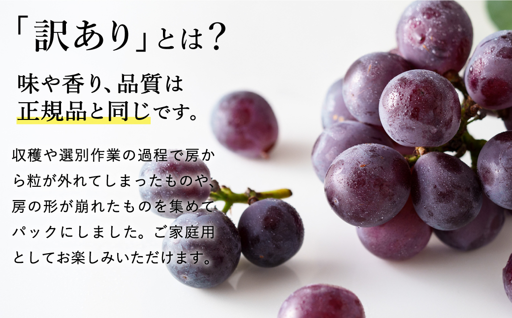 【2027年先行予約】数量限定 訳あり 豊岡ぶどう「ピオーネ」 約300g×6パック ／ ぴおーね ブドウ 葡萄 訳ありぶどう 大粒 強い甘み 爽やかな酸味 新鮮 果物 産地直送 くだもの フルーツ 上品 香り