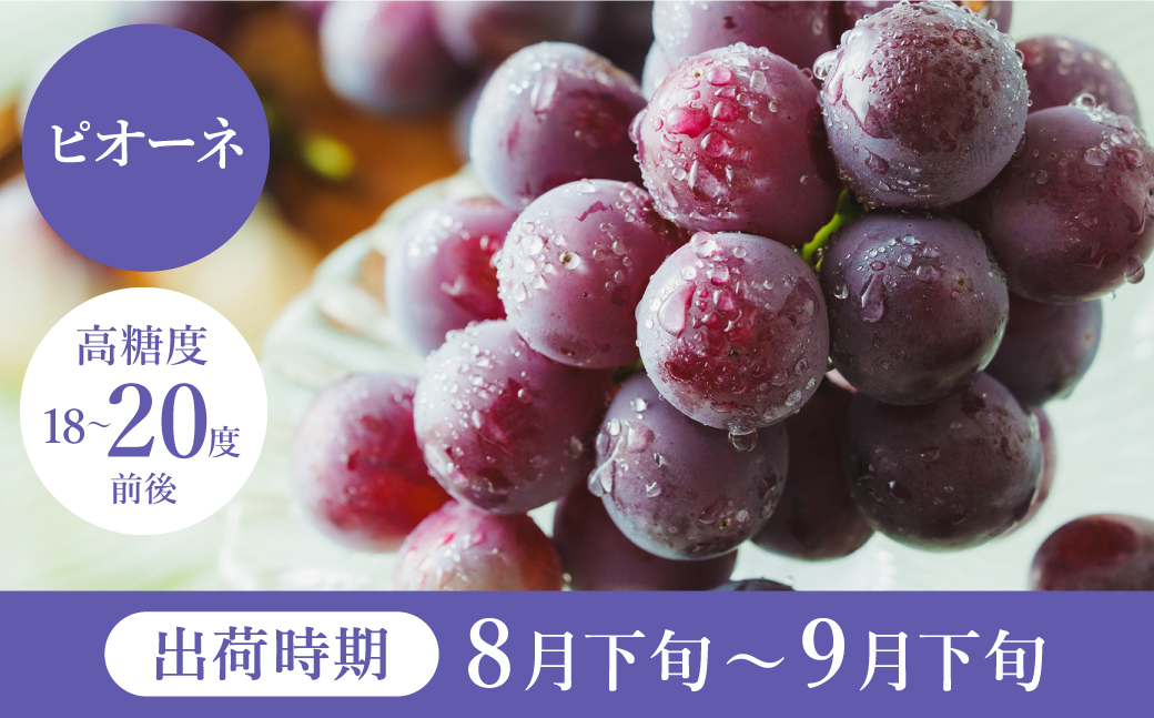 【2027年先行予約】数量限定 訳あり 豊岡ぶどう「ピオーネ」 約300g×4パック ／ ぴおーね ブドウ 葡萄 訳ありぶどう 大粒 強い甘み 爽やかな酸味 新鮮 果物 産地直送 くだもの フルーツ 上品 香り