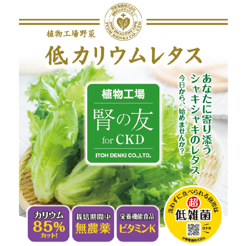 レタス 低カリウムレタス 4個入り カリウム85%カット 洗わず食べられる ビタミンK 植物工場 兵庫県 加西市 リーフレタス 栽培期間中 無農薬