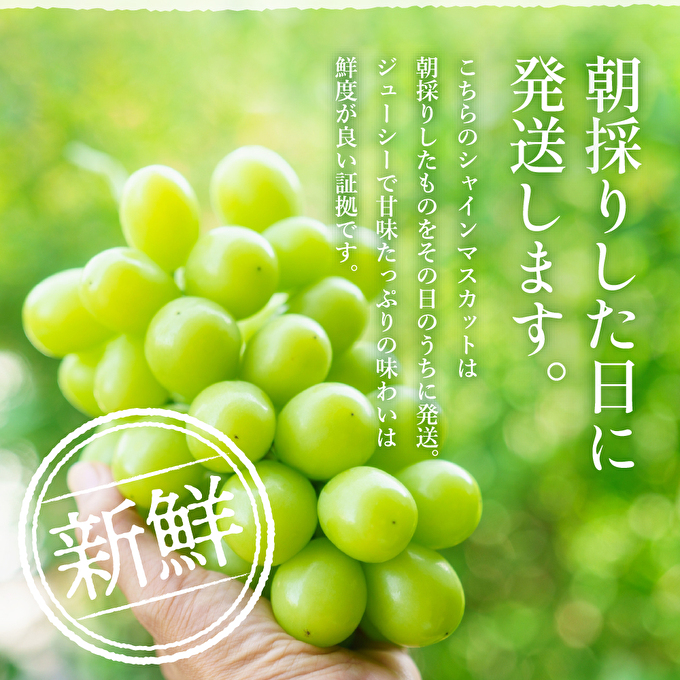 【令和8年産】シャインマスカット 2房 セット 約1.2～1.5kg ぶどう 葡萄 ブドウ マスカット 種なし 高級ぶどう フルーツ 果物 くだもの 季節のフルーツ 旬のフルーツ