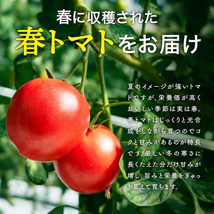 トマト 1kg トマトの一番星 野菜 とまと 完熟 高糖度 甘い 受賞 冷蔵配送